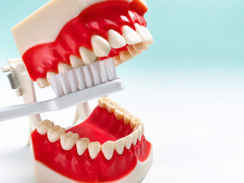 Modelo dental con cepillo, higiene dental profesional